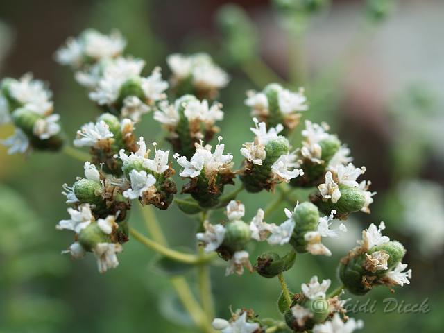 Origanum onites.JPG